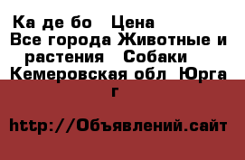 Ка де бо › Цена ­ 25 000 - Все города Животные и растения » Собаки   . Кемеровская обл.,Юрга г.